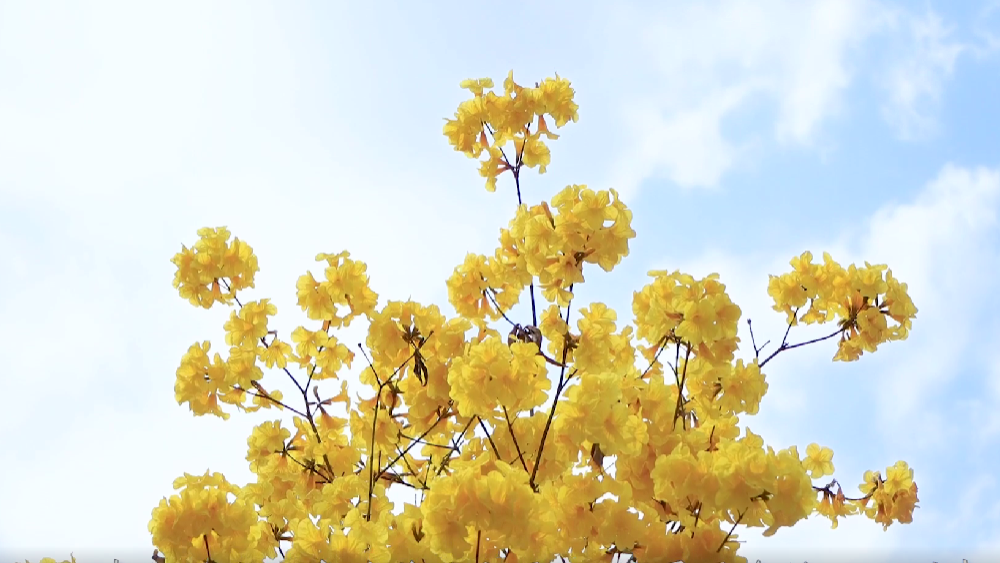 春雷，鳴響奮進的號角